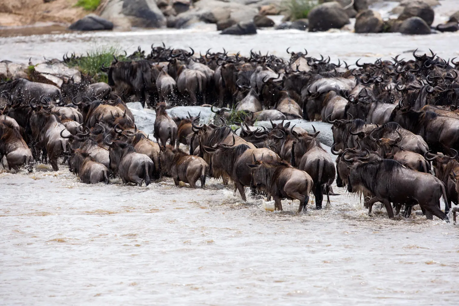 Great Migration Calendar 2026–2027