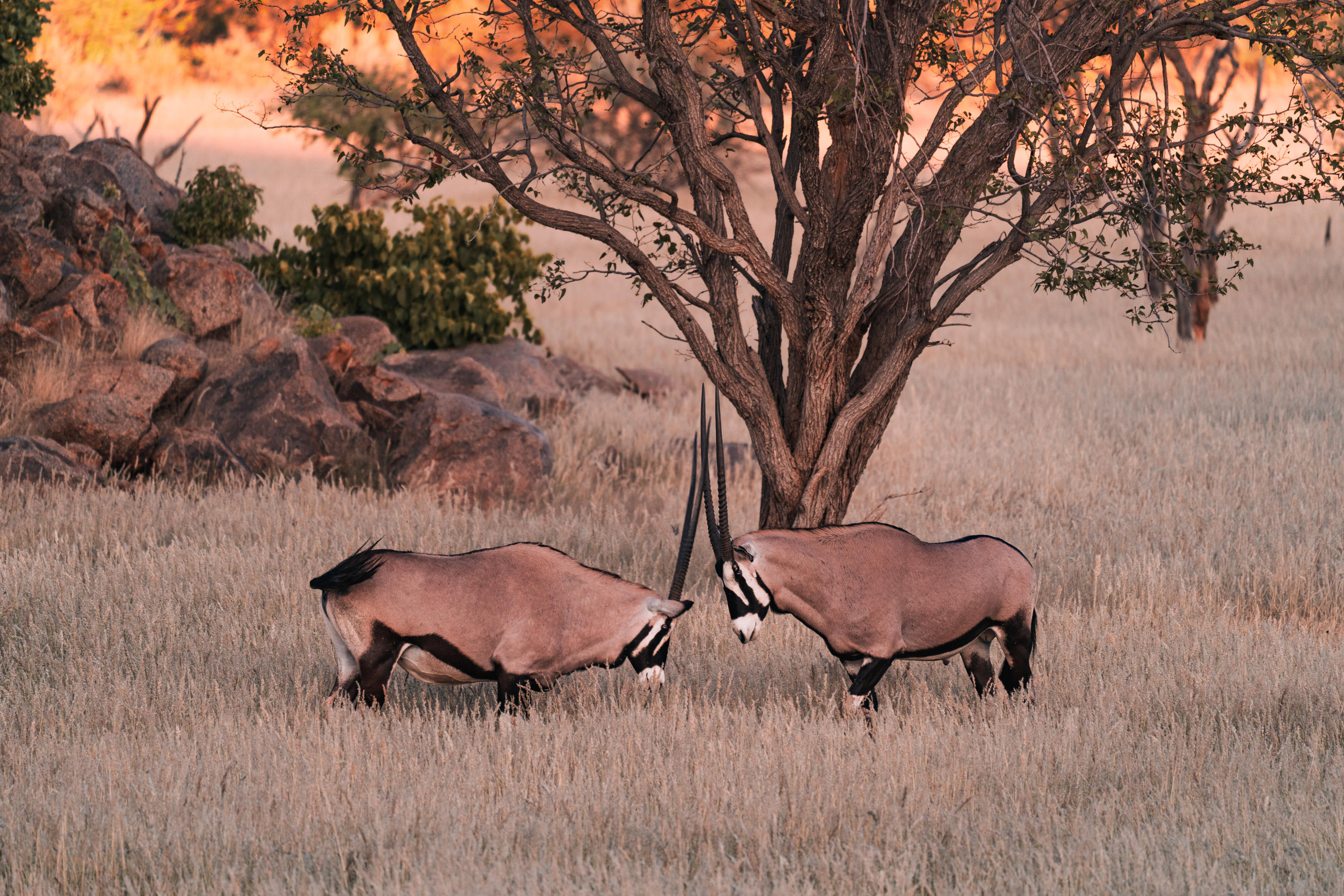 Private Damaraland Experience