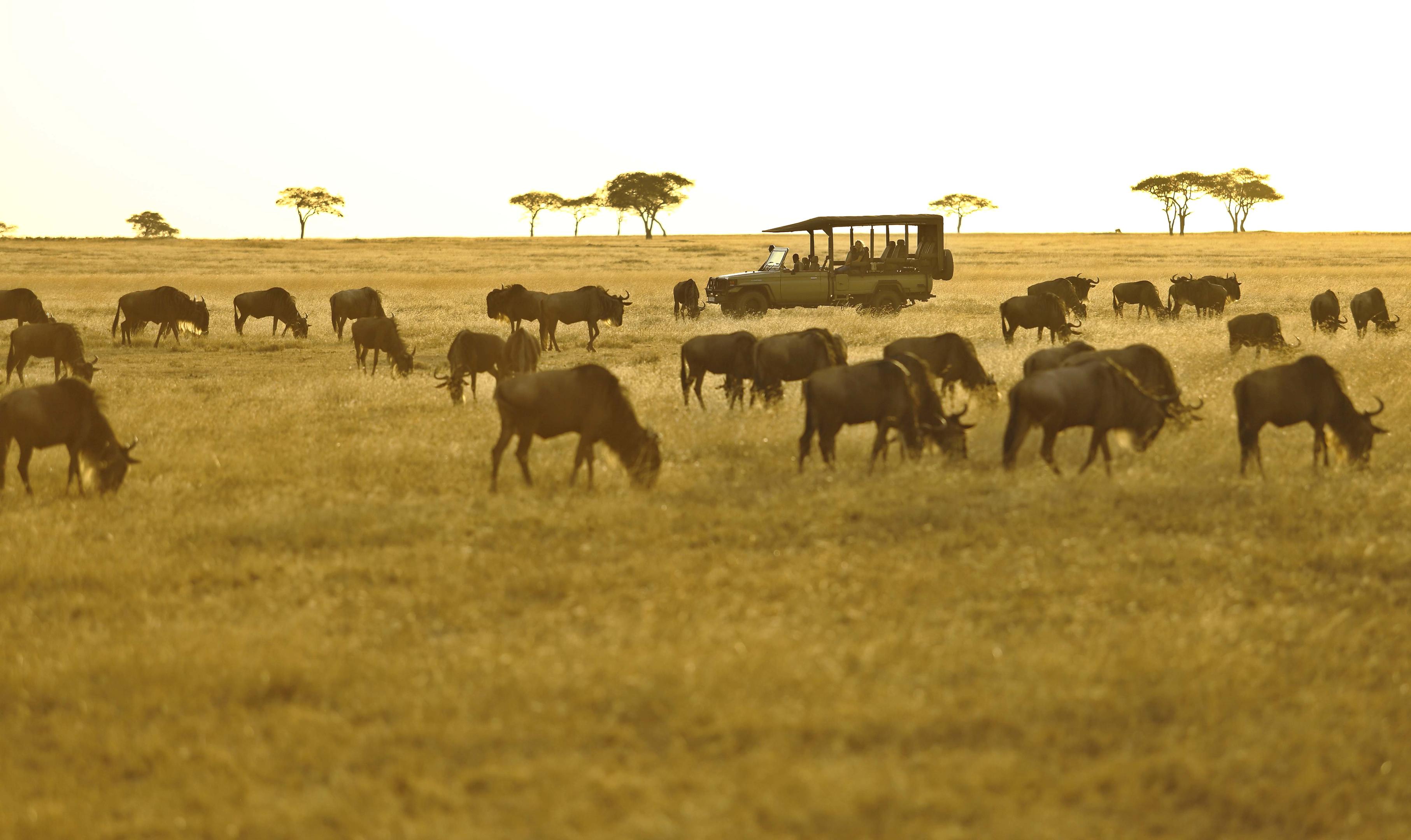 Great Migration safari journey (featured itinerary)