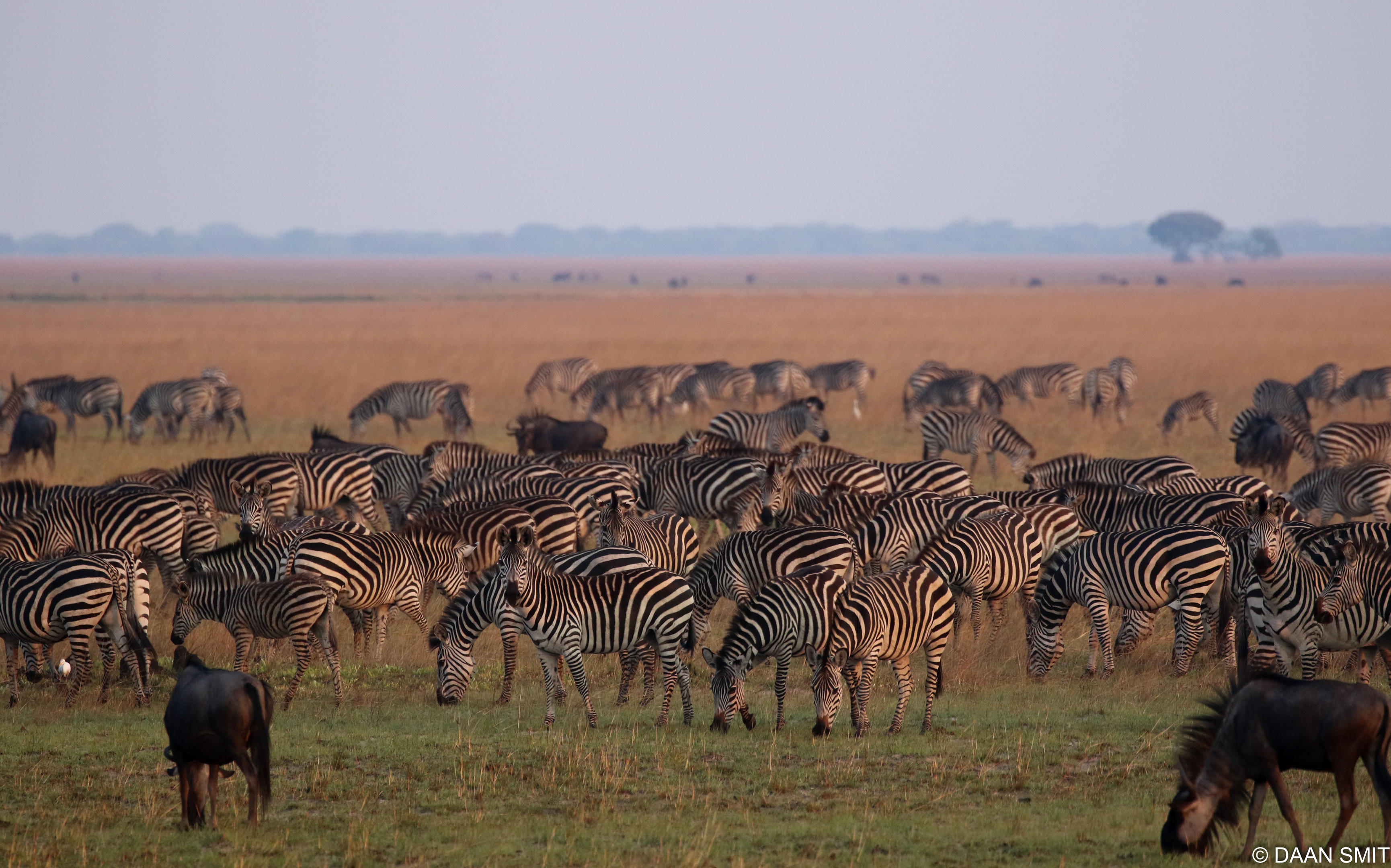 Private Liuwa Plain Experience