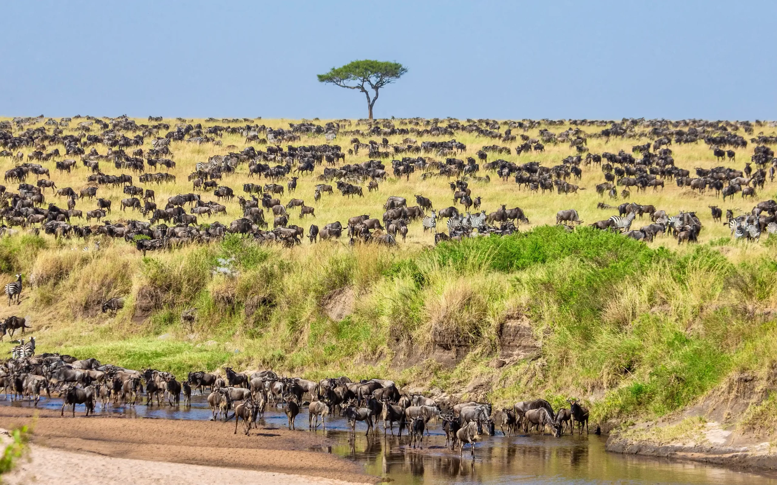 11-Day Kenya and Tanzania Migration Safari